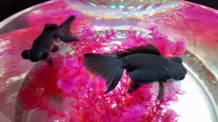 b258ea5a24fa651429c5b1b72ce85223_414871_c26dc931-3ed3-4651-b280-3114e6f930e1.jpg